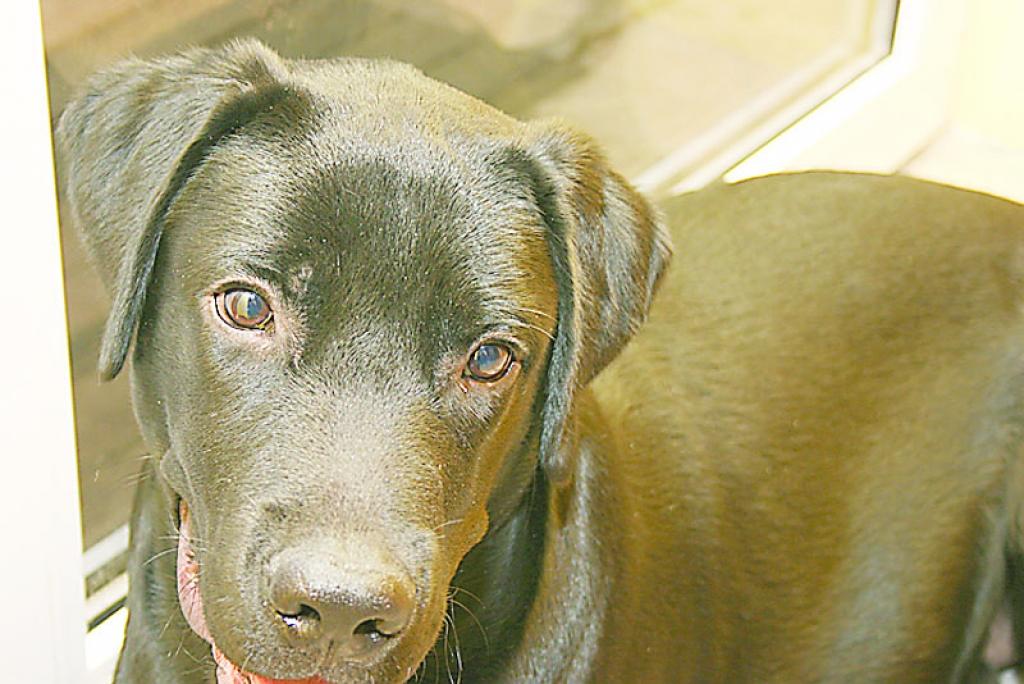 Kādam sunim bija steidzami nepieciešama asins pārliešana. Saimniekiem pašiem donoru atrast neizdevās. Daktere uzrunāja Džiro saimniekus un viņi deva savu piekrišanu. 
Autors: No personiskā albuma