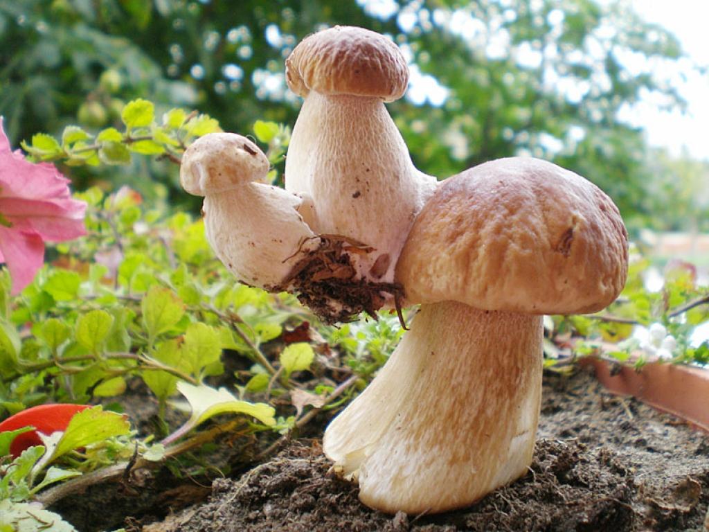 Baraviku piramīda.
Autors: Jolanta Butāne