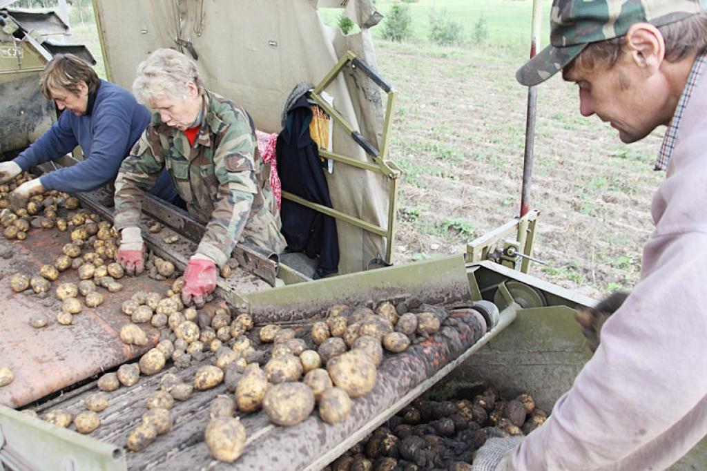 Šonedēļ Galgauskas pagasta kooperatīvā sabiedrība “Kopdarbs” sāka novākt kartupeļus.
Autors: Gatis Bogdanovs 