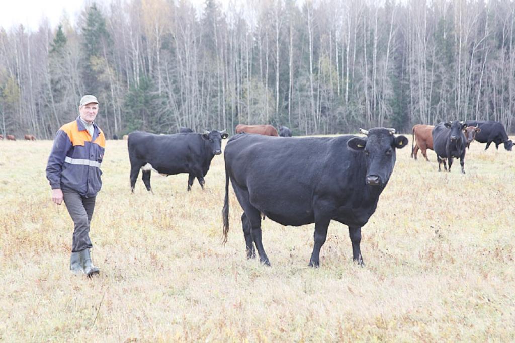 Stāmerienas pagasta “Vidusmedņu” saimniekam Mārim Vīksniņam gribētos, lai viņa saimniecībā ieguldīto darbu nākotnē turpinātu kāds dēls vai meita. Vai tā būs? Vai viņi to vēlēsies, redzot, cik smagi strādā vecāki? Tēvam tādas pārliecības nav. 
Autors: Gatis Bogdanovs 