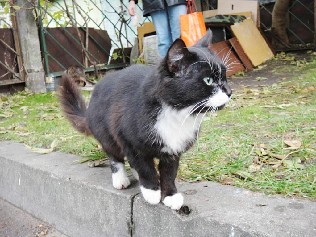  Melnītis katru garāmgājēju ķer pie rokas un saka, ka jāiet mājās...
Autors: 8778