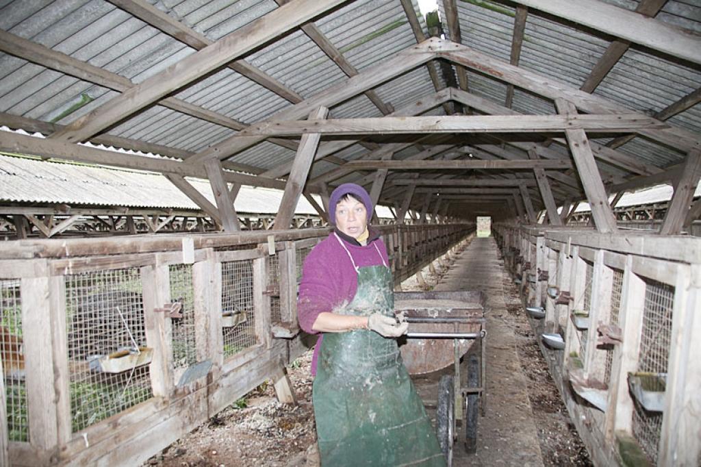 Zvērkope Jevgēnija Kruglova (attēlā)  fermā Letēs ir nostrādājusi 30 gadus. Nu tagad būs bezdarbniece.
Autors: Pārsla Konrāde