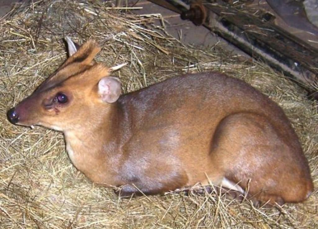 Ķīnas ūdensbriedis jeb mundžaks.
Autors: www.balvi.lv