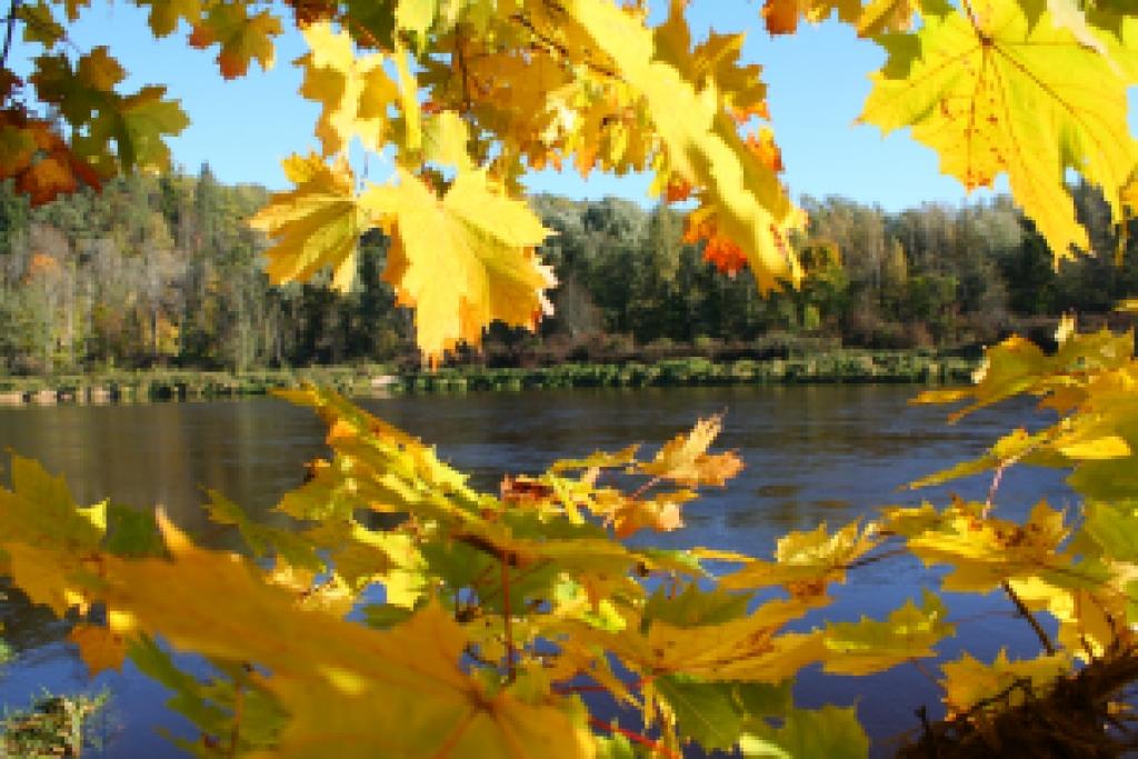 Autors: Oskars Grumolds  (8778)