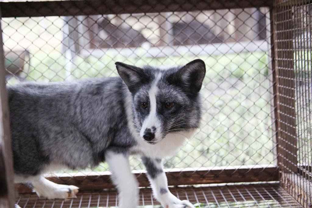 Autors: Pārsla Konrāde