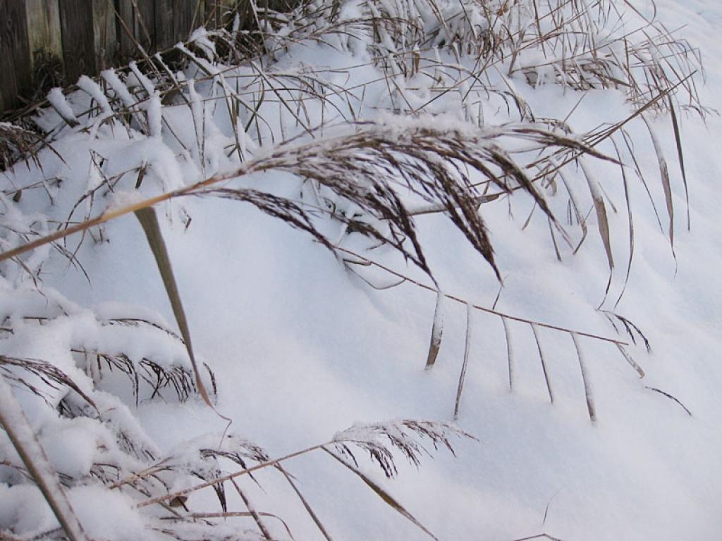 Autors: Pārsla Konrāde