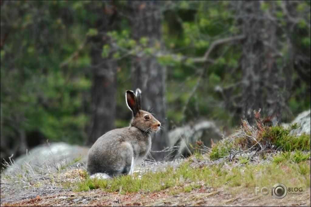 Autors: www.fotoblog.lv