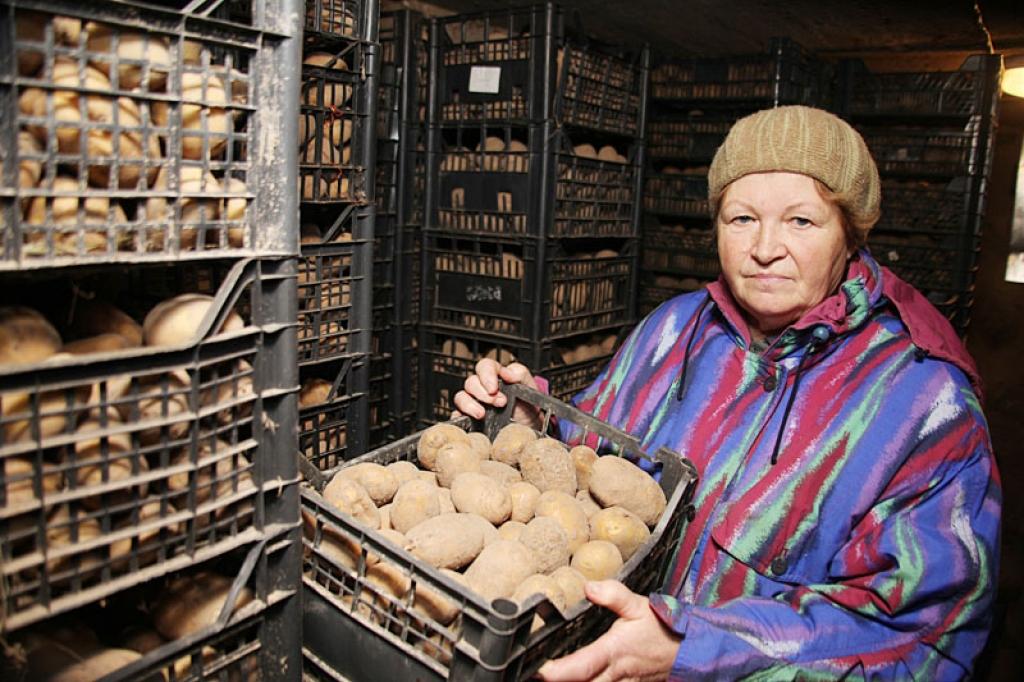 Stradu pagasta “Pamatu” māju saimniece Aina Glāzniece audzē vairāk nekā 30 šķirņu kartupeļus. Tos viņa rūpīgi pārlasa un glabā plastmasas kastēs, kas, cita uz citas sarindotas, sniedzas līdz pagraba griestiem. Pirmo reizi gadās redzēt tik pedantiski kārtīgu pagrabu. Ja citviet kartupeļus saber lielākos vai mazākos, tad Ainas kartupeļu pagrabs pirmajā brīdī atgādina bibliotēkas vai arhīva telpu. Pie katras ir piestiprināta zīmīte ar šķirnes nosaukumu.”Šoziem kartupeļus nāksies vairākkārt pārlasīt, lai bojātie bumbuļi neinficētu veselos, jo šogad bija ļoti laba kartupeļu raža, bet sausums un stiprās lietusgāzes veicinājušas bumbuļu bojāšanos. Kartupeļus nebūs grūti pārlasīt, ja ir šādas kastes, kas ļauj tiem pagrabā elpot,” stāsta Aina Glāzniece. 
Autors: Gatis Bogdanovs 