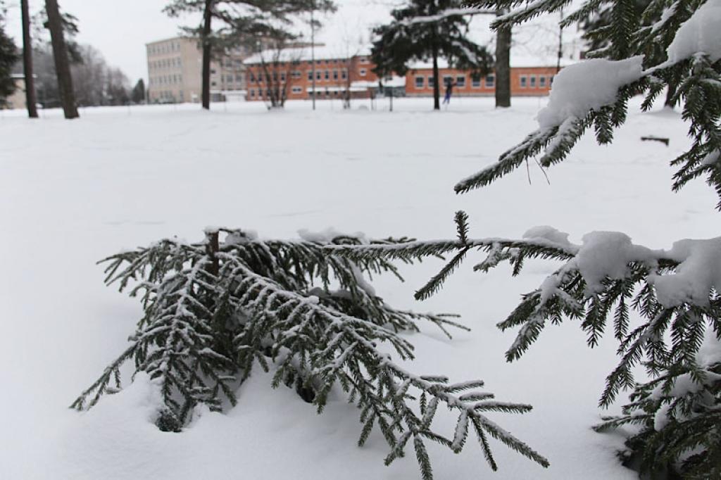 Gulbenē, Spārītes parka malā, Ziemassvētkos nocirsta skaista eglīte. “Gribētos zināt, ko domāja cilvēks, kas to izdarīja! Kādu attaisnojumu sev viņš redz?” “Dzirkstelei” saka sētniece, kas atklāja postījumu un ar laikraksta starpniecību vērsa sabiedrības uzmanību uz šo faktu.
Autors: Gatis Bogdanovs 