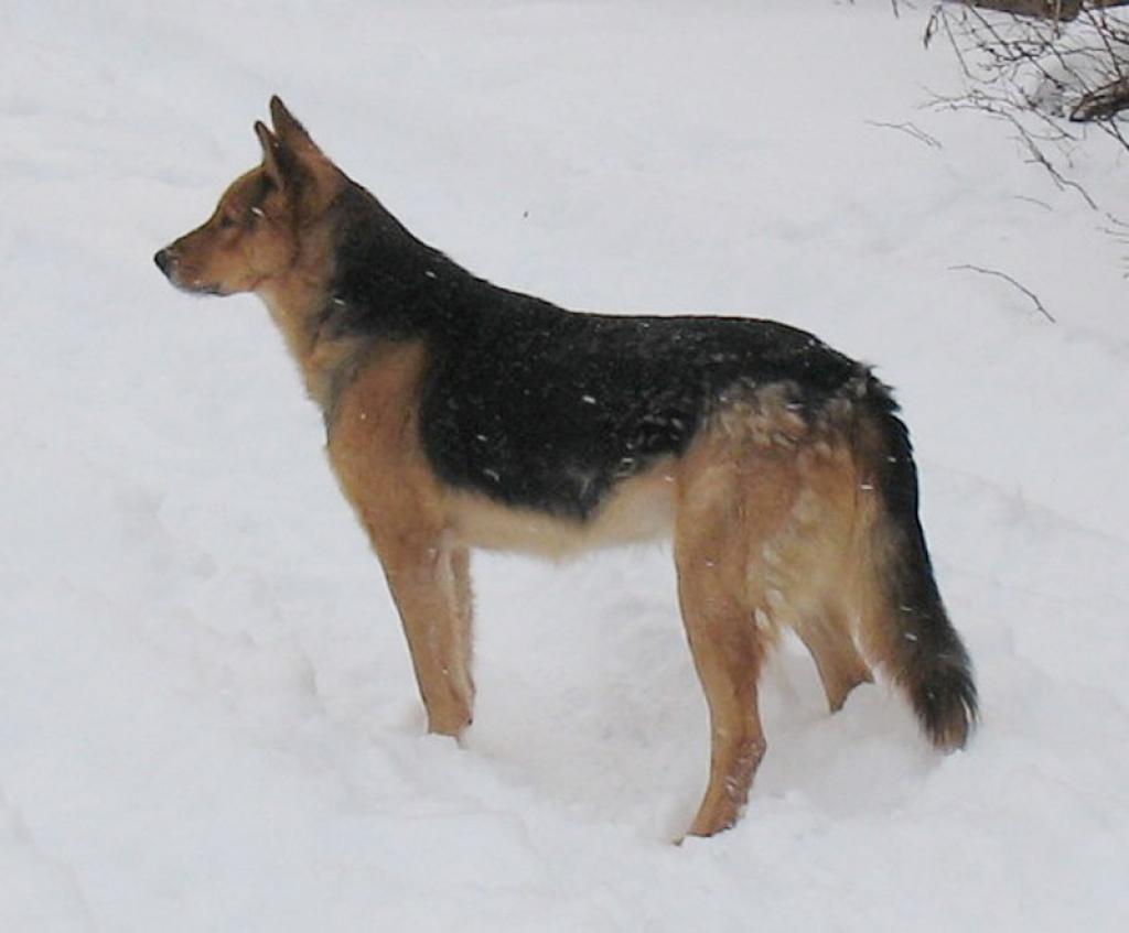 Diks.
Autors: No personiskā albuma