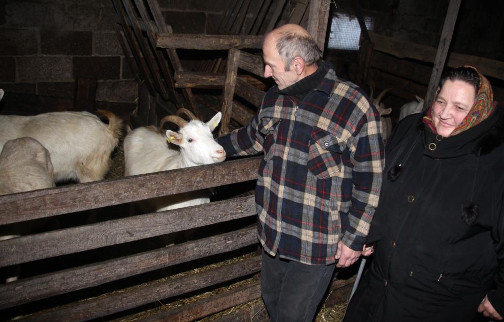 Lizuma pagasta bioloģiskās piemājas saimniecības “Avotiņi” saimnieki Zinta un Mārtiņš Drubiņi iesaka audzēt kazas, ja vien ir zeme, kur tās izganīt un sagatavot tām barību. “Pēc tām pat uz ganībām pakaļ nav jādodas, atliek tikai pasaukt, un atnāk pašas. Kazas pazīst un atzīst savus saimniekus,” viņi saka.   
Autors: Gatis Bogdanovs 