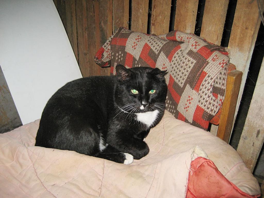 Runčuks labi iejuties daudzdzīvokļu mājas pagrabā Gulbenē, Pamatu ielā. Ne visiem tas ir pa prātam. 
Autors: Diāna Odumiņa