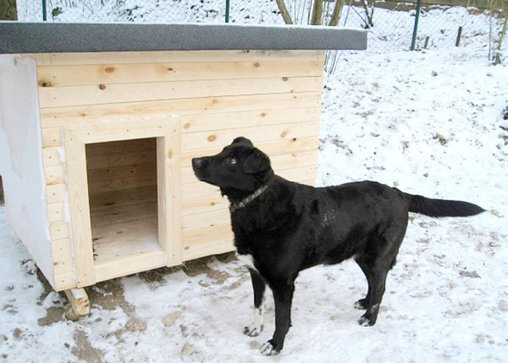 Autors: Kristīne Arājuma