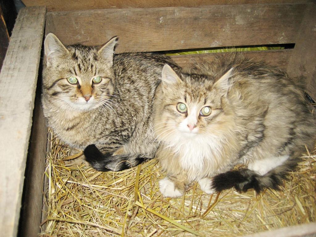 Ja līdz pirmdienai atradenīšiem nepieteiksies labi saimnieki, kaķīšus nāksies vest uz patversmi Alūksnē.
Autors: Diāna Odumiņa
