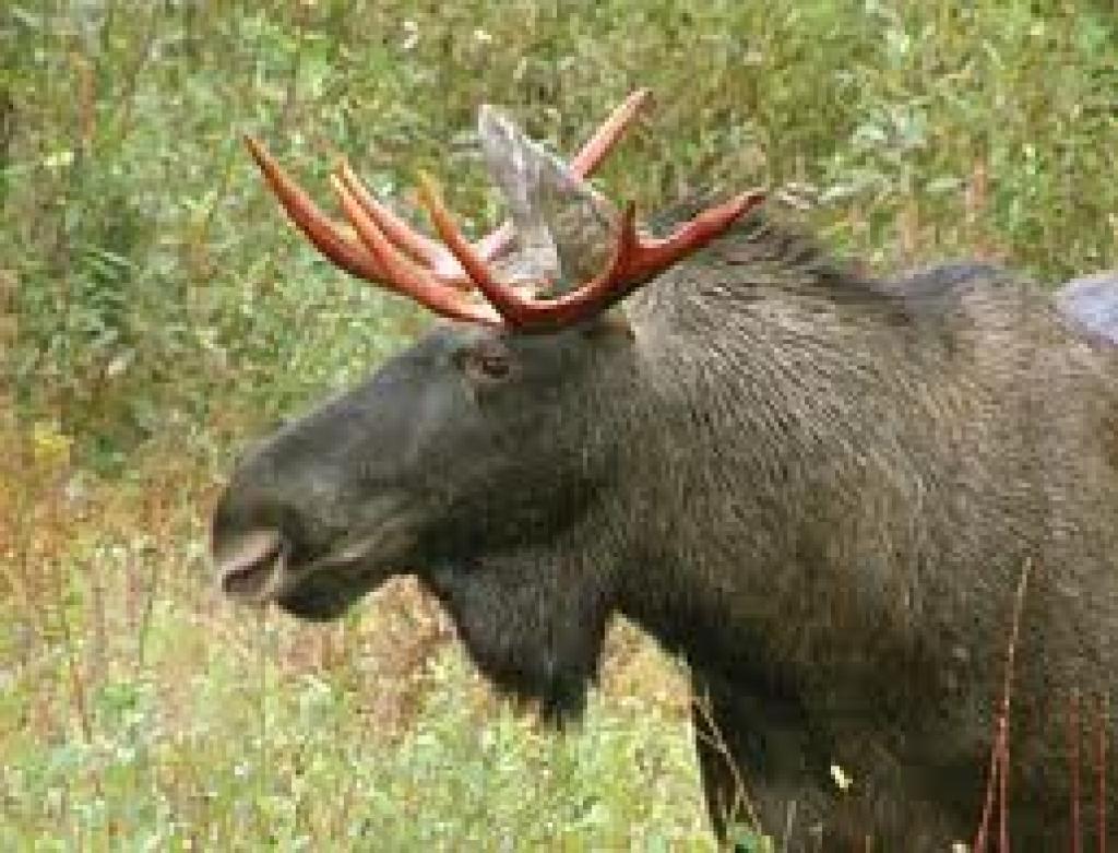 Autors: www.videsvestis.lv