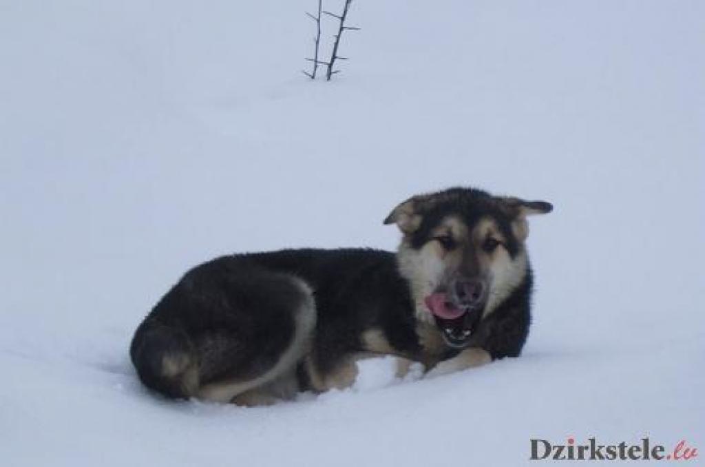 Suns atgriezās mājās - Beļavas pagastā
Autors: No personiskā albuma