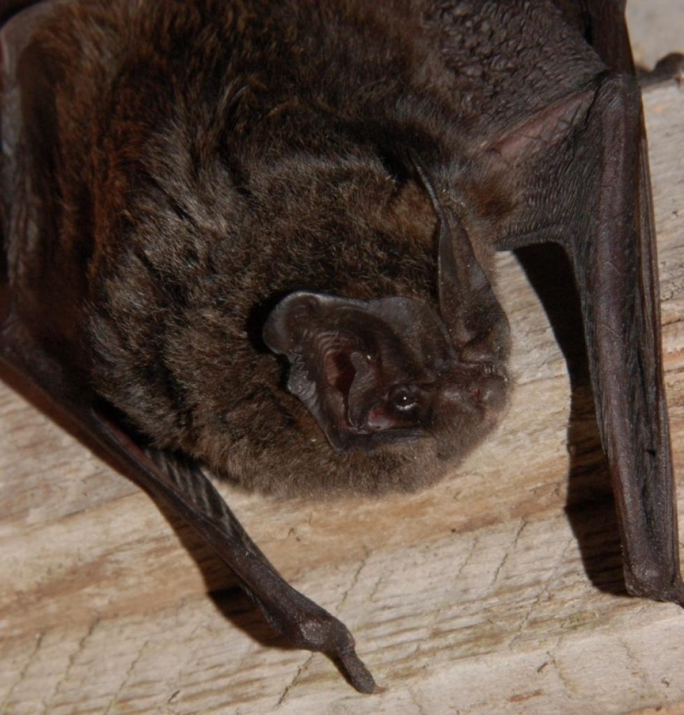 Sikspārnis - Eiropas platausis (Barbastella barbastellus).
Autors: No Latvijas Dabas muzeja arhīva