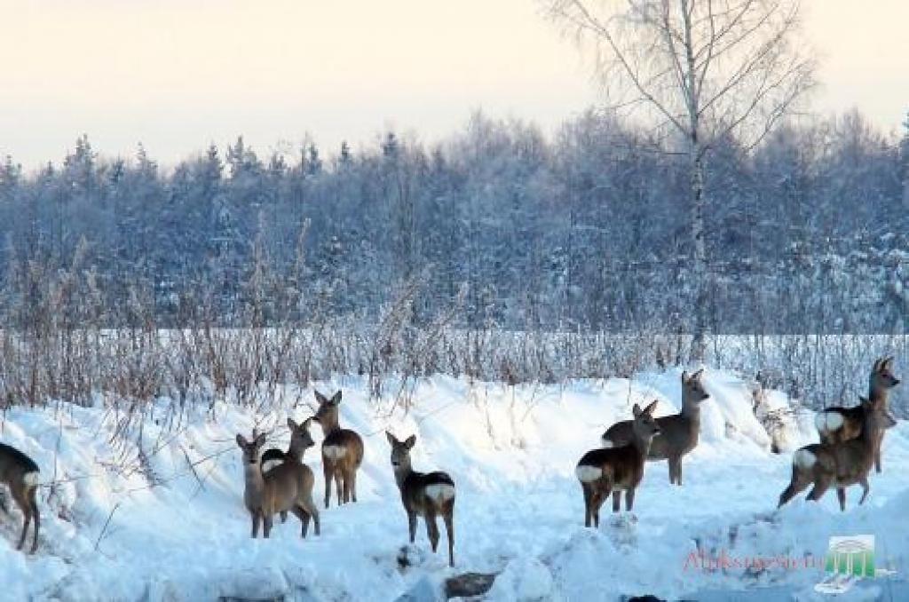 Autors: www.aluksniesiem.lv