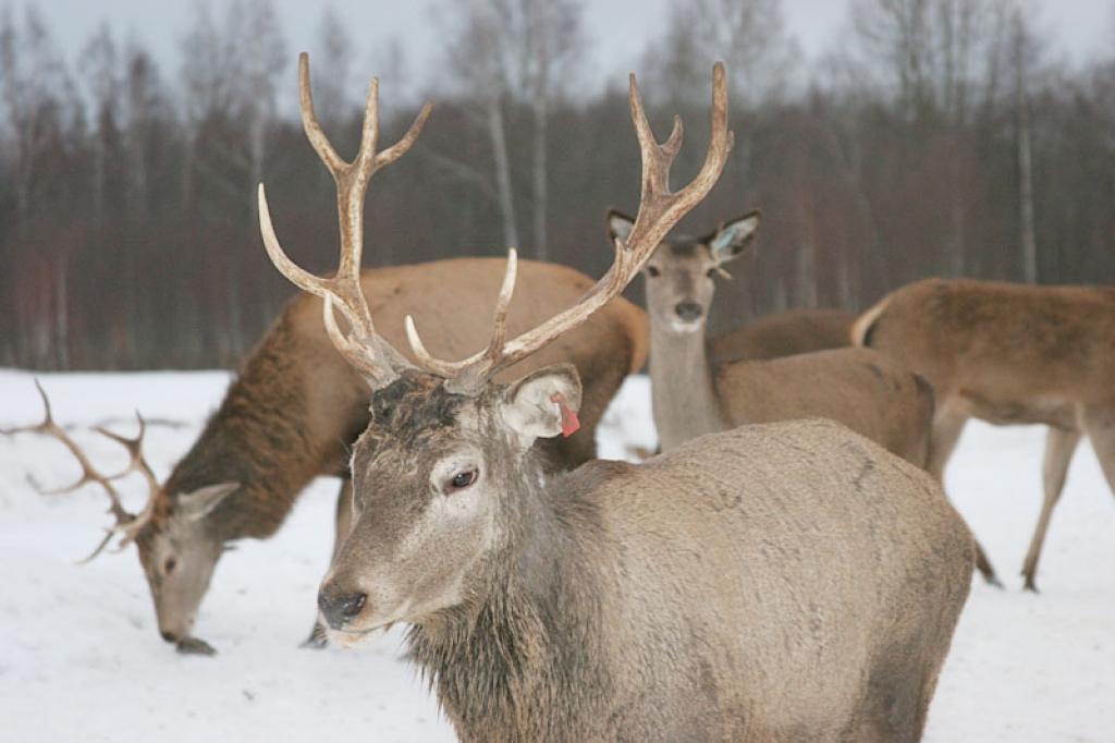 Pirms 2009.gada bargās ziemas Latvijā bija uzskaitītas 240 000 stirnu, bet pēdējā stirnu uzskaite, kas tika veikta šāgada aprīlī, liecināja, ka to skaits bija samazinājies līdz 186 000, taču, iespējams, samazinājums bija vēl lielāks. 
Autors: Gatis Bogdanovs (no arhīva)