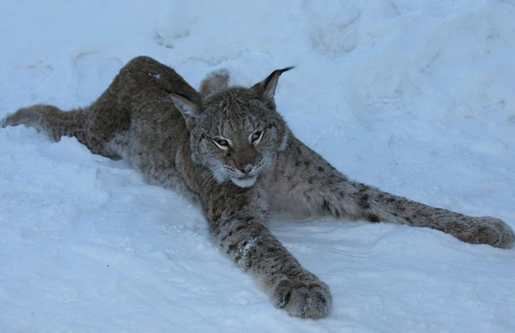 Autors: Gatis Bogdanovs
