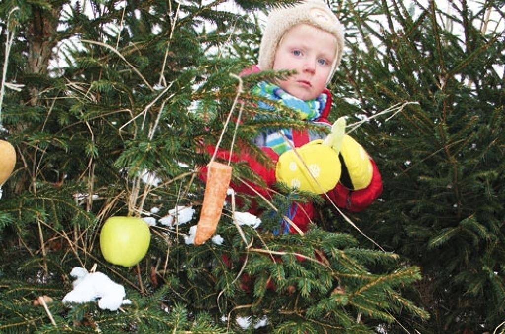 Aluksniesiem.lv raksta attēla aizvietotājs