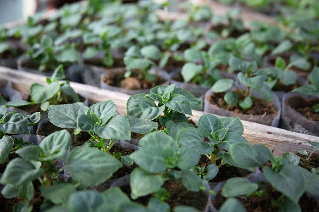 Autors: No interneta.