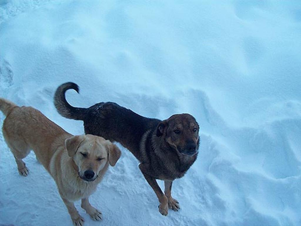 Autors: No interneta.