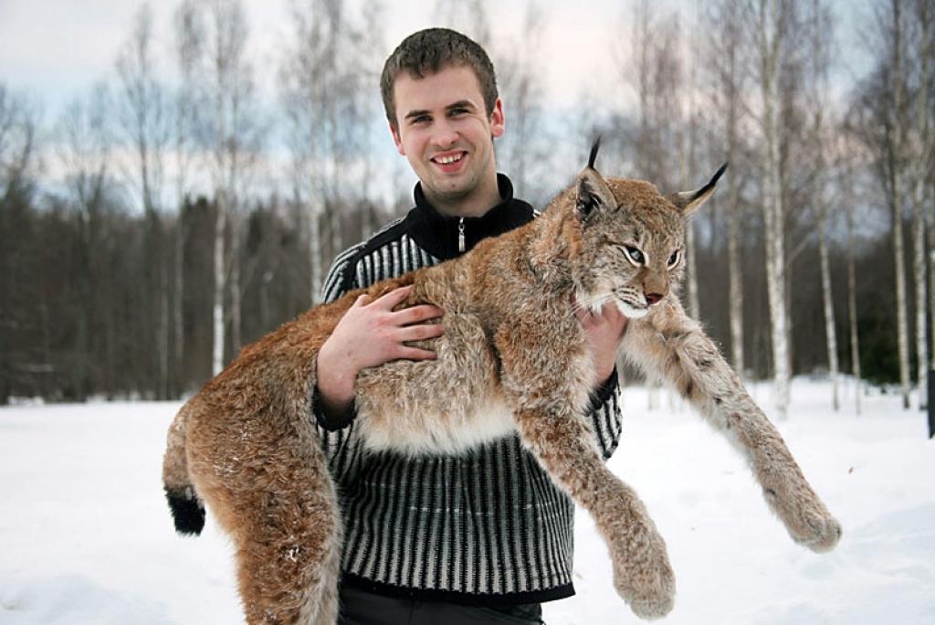 Lai arī Mārtiņš Pušpurs mednieks ir tikai divus gadus, tiesa, pirms tam ilgus gadus gājis dzinējos, viņam jau ir palaimējies nomedīt savu otro lūsi.
Autors: Gatis Bogdanovs 
