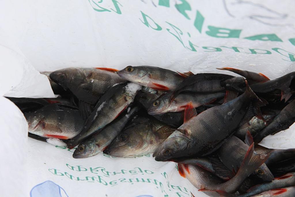 Autors: Gatis Bogdanovs 