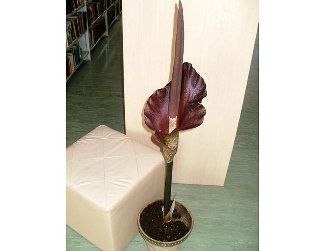 Amorfofalls jeb kartupeļpalma.
Autors: No personiskā albuma