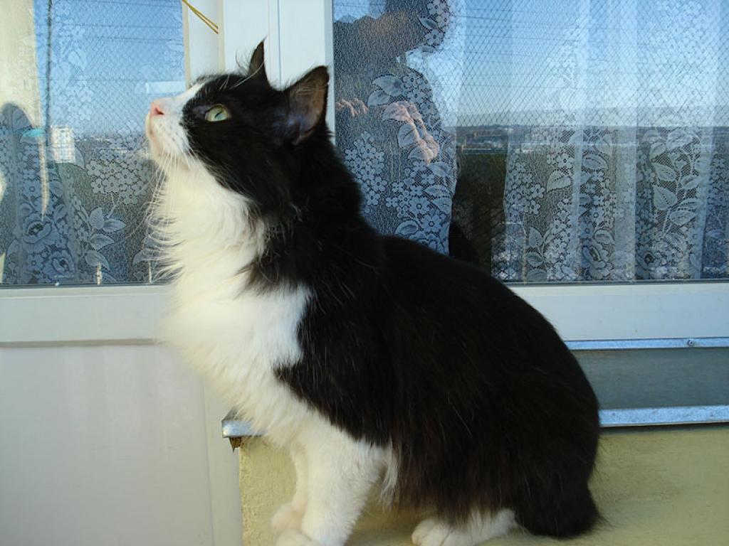 Runcītis ir 2-3 gadus jauns, ļoti runīgs, ļoti kustīgs, draudzīgs un interesants.
Autors: No personiskā albuma