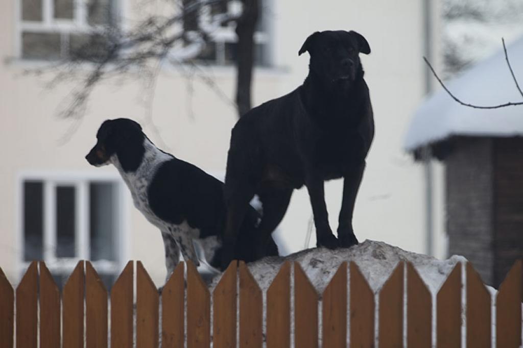 Autors: Gatis Bogdanovs (no arhīva)