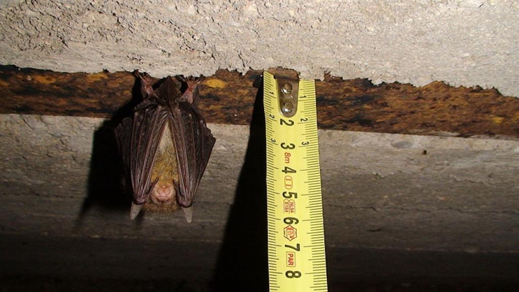 Garausainais sikspārnis. Daina Zviedre
Autors: www.dabasdati.lv