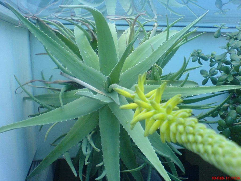 Zied alveja.
Autors: No personiskā albuma