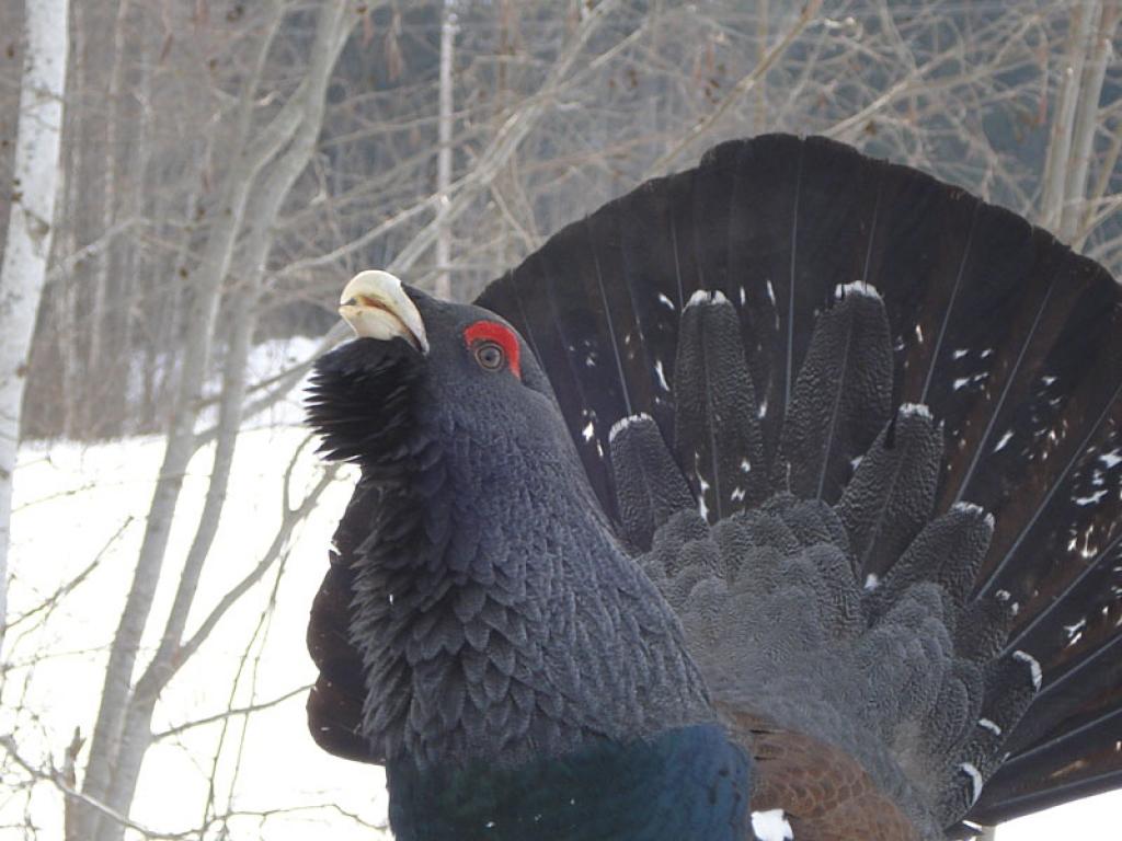 Gulbenieti Guntis Strazds piedzīvoja neparastu notikumu. Braucot pa ceļu no Beļavas uz Stāmerienu, viņš ceļmalā pamanīja medņu gaili. 

“Izskatījās, ka riesta karstumā medņu gailis gribēja ar mani izrēķināties. Viņš skatījās iekšā logā tā,...