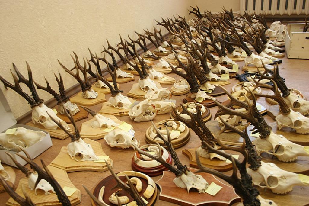 2007.gads. Gatavojas medību trofeju izstadei Gulbenē.
Autors: No arhīva.