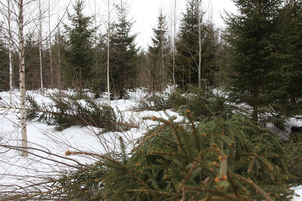 Autors: Gatis Bogdanovs