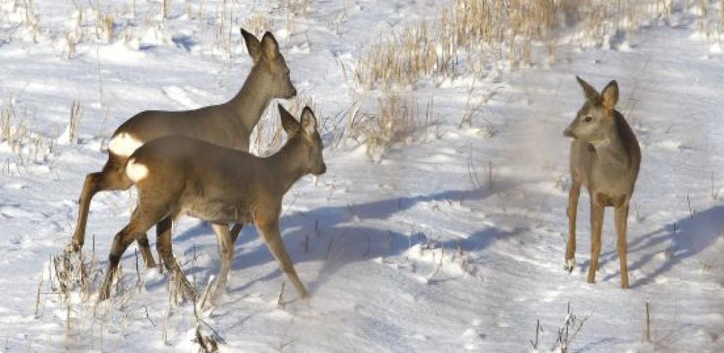 Autors: www.diena.lv