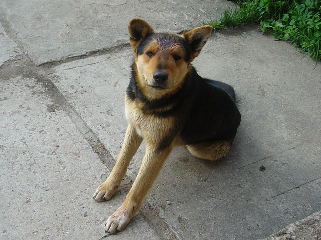 Suņuks noteikti grib nokļūt atpakaļ savās mājās. Palīdzēsim!