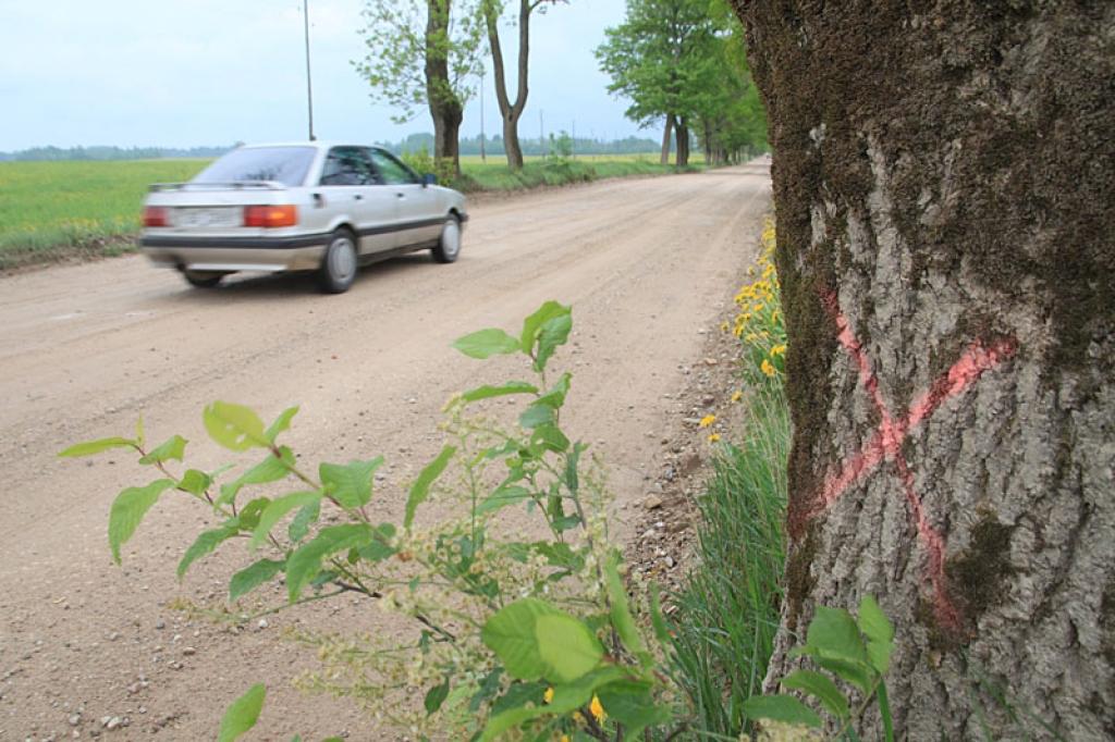 Iespējams, jau šovasar šie koki, kopumā apmēram 680, tiks izzāģēti posmā no pilsētas līdz Pededzes upei apmēram piecu sešu kilometru garumā
Autors: Gatis Bogdanovs