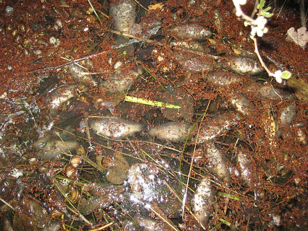 Kā acij un degunam netīkama zivju zupa – tādi izskatās Emzes dīķa ūdeņi pie slūžām. Vai kāds šo vietu sakops? 
Autors: Diāna Odumiņa