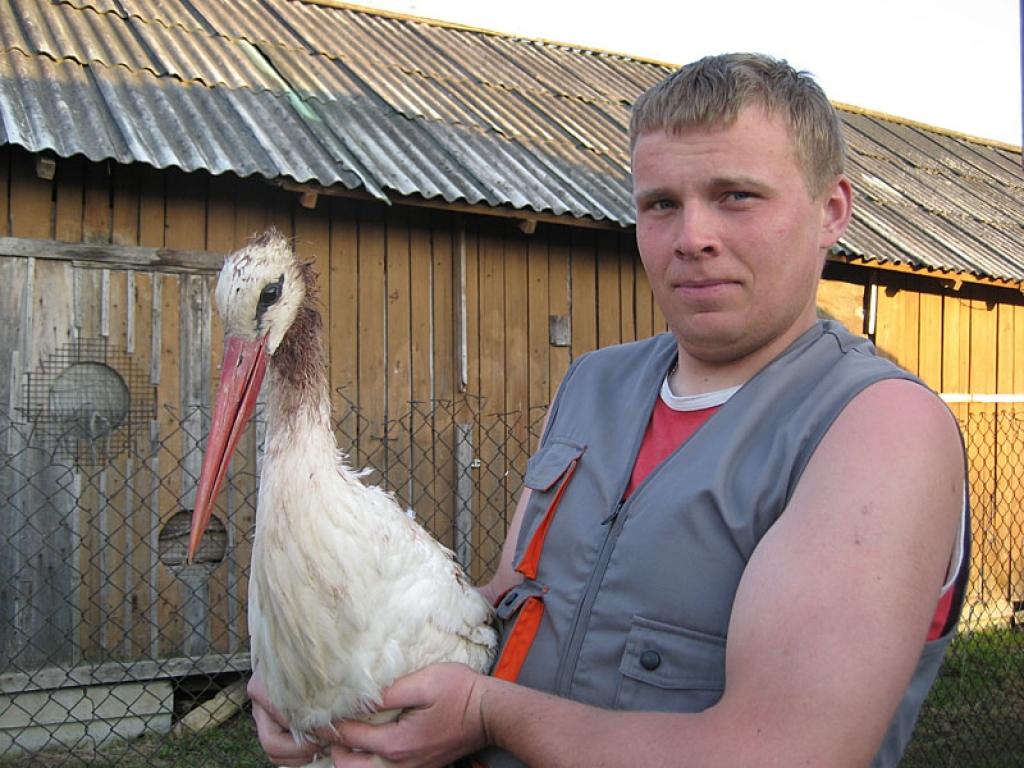 Cilvēki mēģina izārstēt stārķu kaujās pie Ušura ezera šonedēļ cietušu putnu. Vai izdosies viņu pēc tam atkal atgriezt dzīvei savvaļā? 
Autors: Diāna Odumiņa