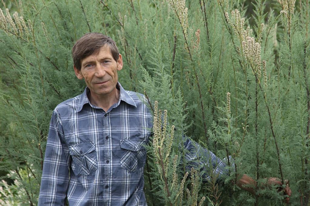 Kolekciju dārza saimnieks jaungulbenietis Ivars Sprudzāns lepojas, ka viņa dārzā aug Vācijas mirikārija. Šobrīd gandrīz divus metrus augstais krūms ir jau noziedējis, bet pavasarī tas grimst rozā ziedu mākonī.  
Autors: Pārsla Konrāde