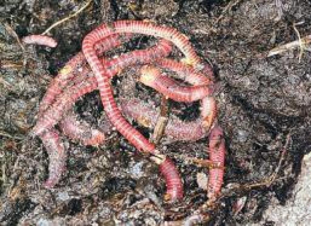 Autors: No interneta.