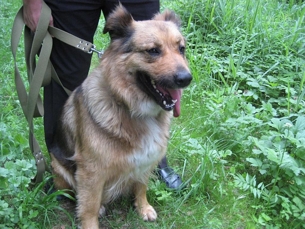 Gulbenē, Brīvības ielā, pie apgaismes staba piesietā un likteņa varā pamestā suņu meitene ir drošās rokās. Viņu tagad sauc Zuze, rūpes par sunīti uzņēmies gulbenietis Sergejs Mollers.
Autors: Diāna Odumiņa