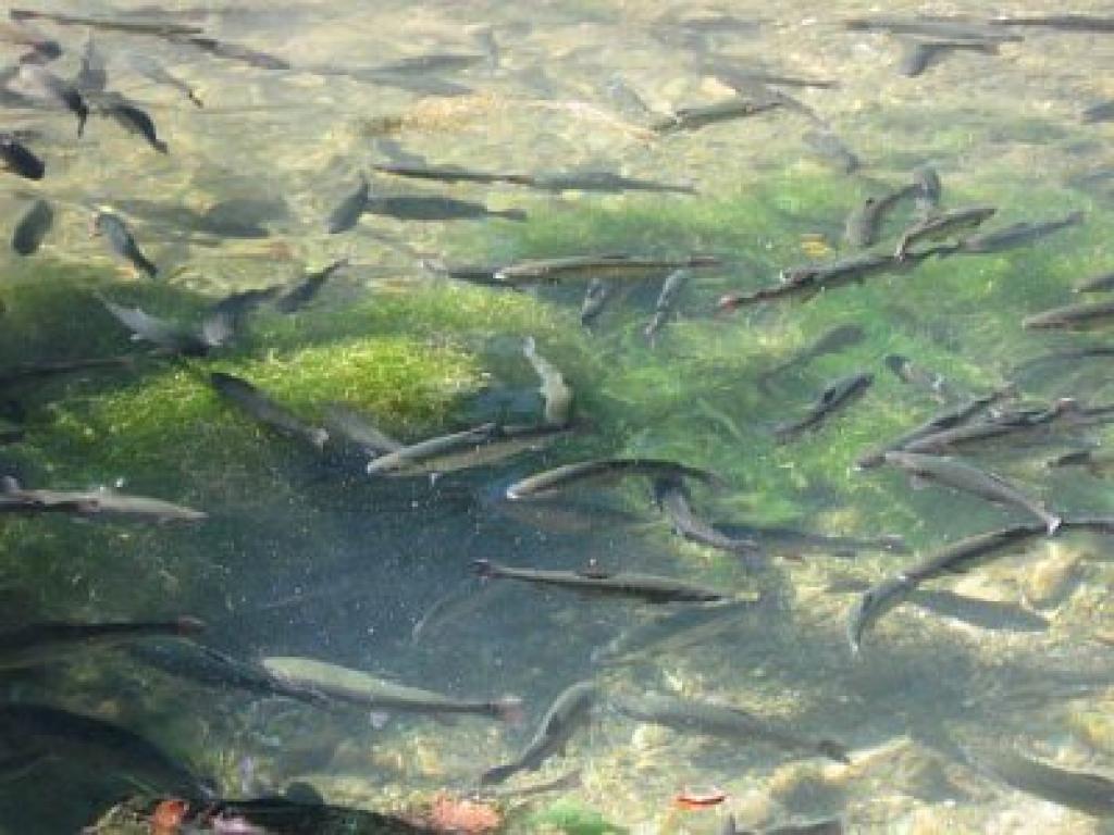 Autors: www.ventasbalss.lv