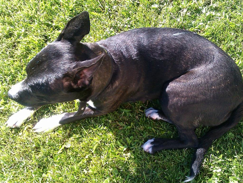 4.jūnija pēcpusdienā pie mājas Jaungulbenē, kas atrodas netālu no Jaungulbenes parka, ir pieklīdis suns.
Autors: No personiskā albuma.