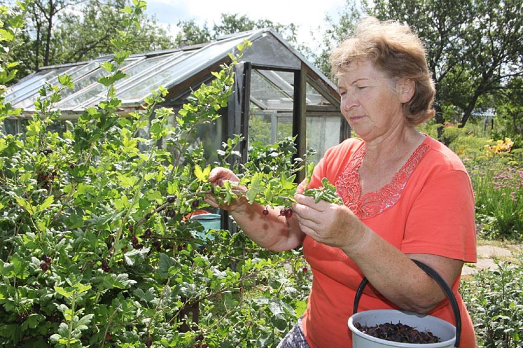 Gulbeniete Zenta Ločmele jau vairāk nekā 30 gadus rušinās pa savu mazdārziņu “Spārītē”. Viņa priecājas, ka ir vieta, kur dārzeņus un ogas izaudzēt.
Autors: Gatis Bogdanovs