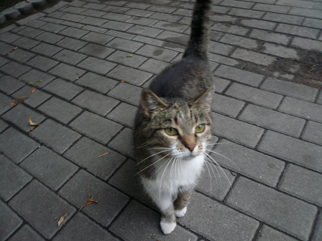 Kāpēc tieši šai kaķenītei tiek meklētas mājas? Tāpēc, ka viņa ir īpaša. 
Autors: No personiskā albuma