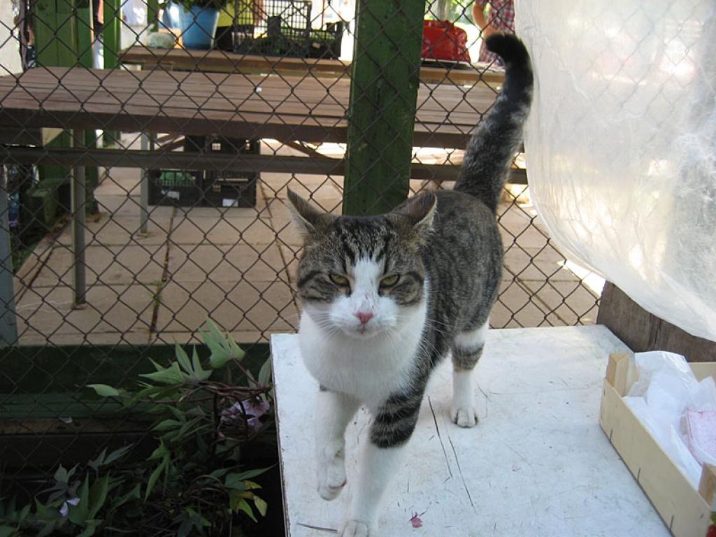 Autors: Diāna Odumiņa